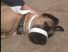 First aid for dogs