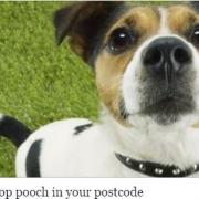 large_pooch.JPG