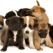 large_pupies_0.JPG