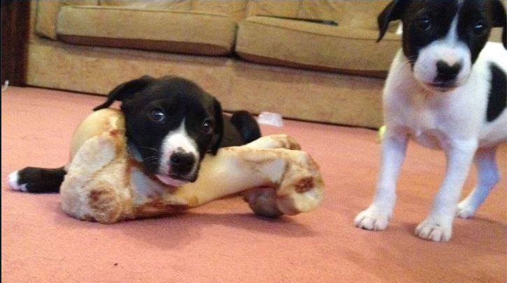 pupies.JPG