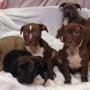 small_pups1.jpg