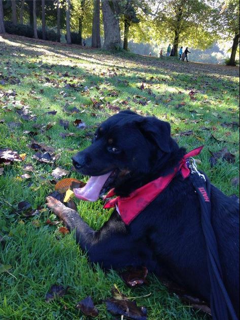 walkinthepark.JPG
