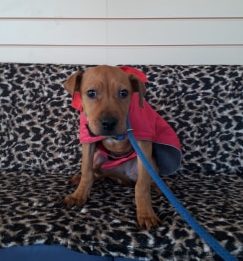Mary Puppins *Re-homed*