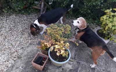 Boomer and Buttercup