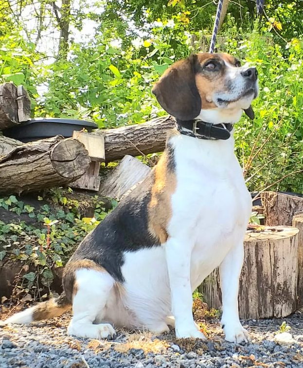 Boomer * Re Homed*