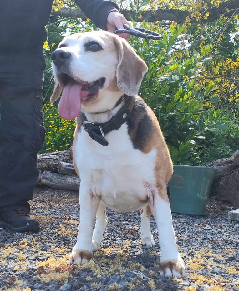 Buttercup *Re Homed*