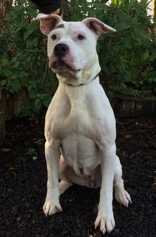Marvis *Re-homed*